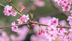 美丽的樱桃花朵樱花树布鲁姆春天公园复制空间关闭