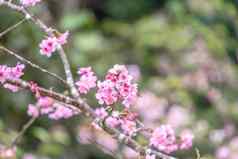 美丽的樱桃花朵樱花树布鲁姆春天公园复制空间关闭