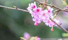 美丽的樱桃花朵樱花树布鲁姆春天公园复制空间关闭