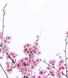 美丽的樱桃花朵樱花树布鲁姆春天孤立的白色背景复制空间关闭