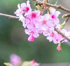 美丽的樱桃花朵樱花树布鲁姆春天公园复制空间关闭