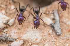 小蚂蚁拍摄宏镜头