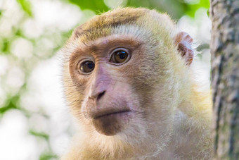 短尾猿猴子猴子山普吉岛