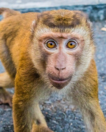 短尾猿猴子猴子山普吉岛