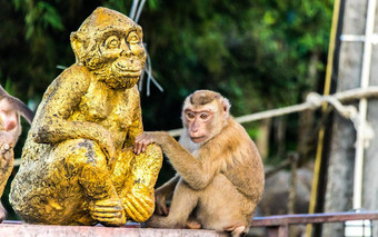 短尾猿<strong>猴子猴子</strong>山普吉岛