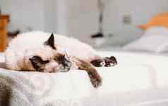 暹罗猫休息床上睡觉复制空间