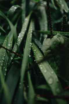 超级关闭绿色植物森林雨滴背景复制空间