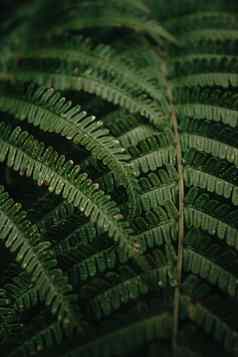 垂直超级关闭纹理蕨类植物叶子黑暗绿色音调多雨的一天