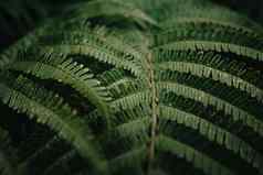 超级关闭纹理蕨类植物叶子黑暗绿色音调多雨的一天