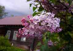雨滴淡紫色分支背景房子悲观的天空
