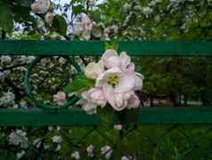 特写镜头分支开花苹果树背景绿色铁栅栏粉红色的白色花滴春天雨滴