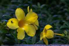 飞栖息黄色的金小号花黄蔓cathartica热带花园