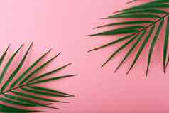 平躺棕榈叶子明亮的粉红色的背景概念摘要现代热带背景