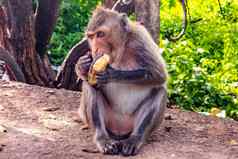 猴子坐着吃香蕉