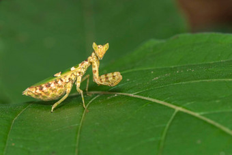 图像花螳螂creobroter杰马图斯绿色叶子昆虫动物
