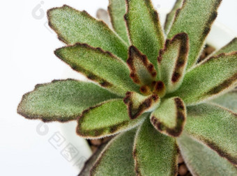 多汁的植物特写镜头新鲜的叶子细节长寿tomentosa