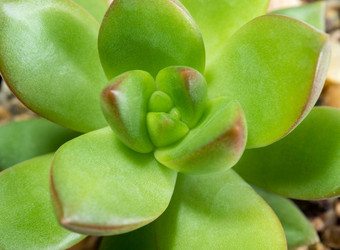 多汁的植物景天新鲜的叶子细节Sedum<strong>清明</strong>的