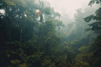 有雾的热带雨林科斯塔黎加