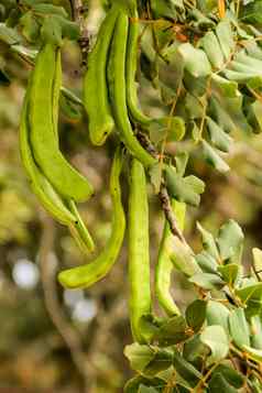 绿色角豆树水果挂ceratonia长角果树