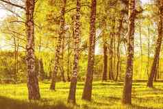 行桦木树干年轻的树叶照亮太阳黄昏黎明