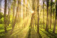 太阳射线切割桦木树干格罗夫日落日出