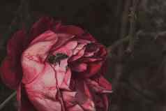 蜜蜂色彩斑斓的玫瑰花瓣孤立的花园复制空间玫瑰孤立的背景壁纸