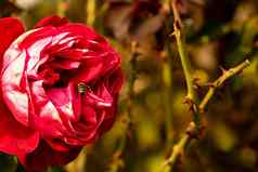精致的色彩斑斓的玫瑰孤立的花园复制空间玫瑰孤立的背景壁纸