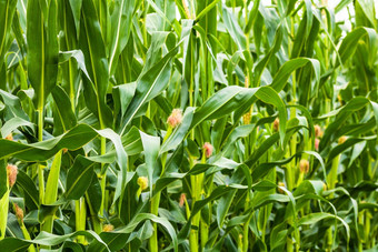 太阳灯绿色玉米场日益增长的细节绿色玉米农业场