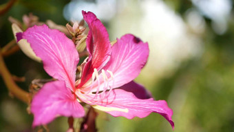 紫色的<strong>紫荆花</strong>兰花树花开花加州美国紫罗兰色的异国情调的热带布鲁姆丛林热带雨林大气软焦点生动的黑暗品红色的自然植物花精致的花瓣关闭