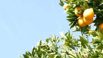 柑橘类橙色水果树加州美国春天花园美国当地的农业农场种植园家园园艺多汁的新鲜的叶子异国情调的热带收获分支春天天空