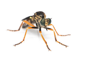 图像食虫虻科强盗飞家庭被称为刺客苍蝇白色背景昆虫动物