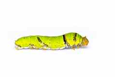 图像石灰蝴蝶毛毛虫孤立的白色背景昆虫动物绿色蠕虫
