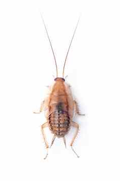 图像棕色（的）森林蟑螂白色背景前视图昆虫动物
