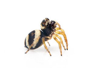 图像bleeker的跳蜘蛛欧雅图斯布莱尔白色背景昆虫动物