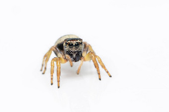 图像bleeker的跳<strong>蜘蛛</strong>欧雅图斯布莱尔白色背景昆虫动物