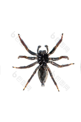 图像咬跳蜘蛛后角弓莫达克斯白色背景视图底昆虫动物