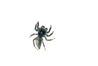 图像咬跳蜘蛛后角弓莫达克斯白色背景昆虫动物