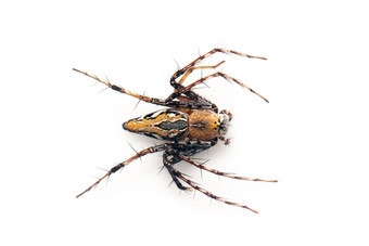 图像棕色（的）猞猁蜘蛛白色背景前视图昆虫动物