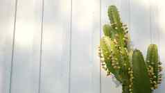 仙人掌多汁的植物加州美国沙漠植物区系干旱气候自然花植物关闭背景绿色观赏不寻常的室内植物园艺美国生长芦荟龙舌兰