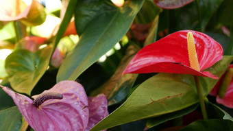 <strong>红色</strong>的马蹄莲莉莉花黑暗绿色叶子优雅的栗色花开花异国情调的热带丛林热带雨林时尚的时尚的植物<strong>大气</strong>自然生动的绿色植物天堂审美阿鲁姆植物