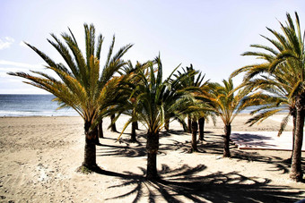 <strong>绿洲</strong>棕榈树海滩南部西班牙