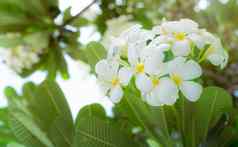 鸡蛋花花plumeria阿尔芭绿色叶子夏天温柔的白色花瓣plumeria花黄色的中心健康水疗中心背景放松热带花园寺庙树