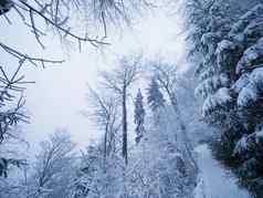 冬天森林下雪雪树黑暗有雾的冬天公园晚上走