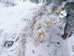 冬天森林下雪雪树黑暗有雾的冬天公园晚上走