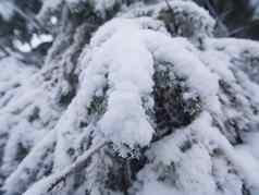 冬天森林下雪雪树黑暗有雾的冬天公园晚上走