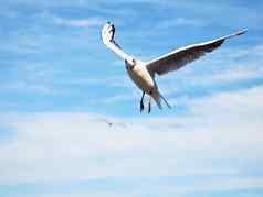 海金蓝色的天空野生海鸥鸟苍蝇蓝色的天空