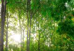 绿色树森林阳光热带森林清洁环境生态系统密集的树丛林新鲜的空气绿色丛林绿色树给氧气森林健康的呼吸生态