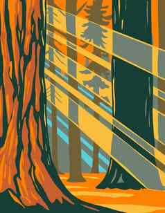 阳光巨大的红杉资本树红杉资本国家公园位于塞拉内华达加州水渍险海报艺术