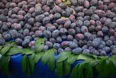 纹理背景新鲜的蓝色的李子水果图像