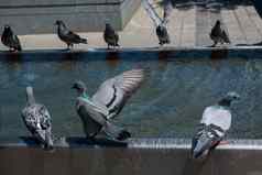 鸽子喝水喷泉城市公园